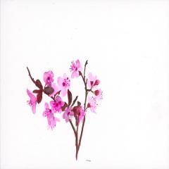 images/flowers/Razelou 3.jpg